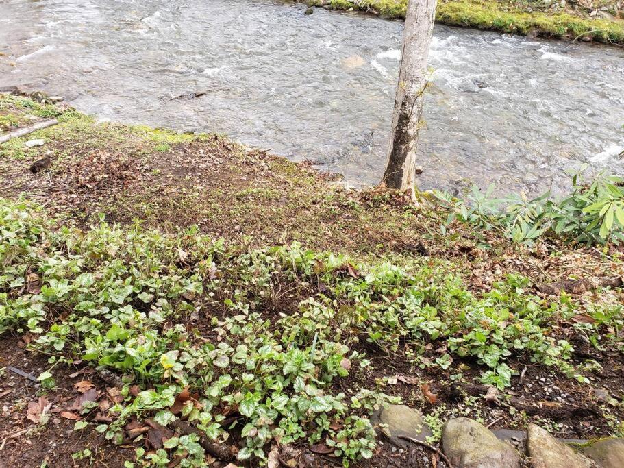 J.Creek Retreat, Creekside Townhouse +1 Car Garage Villa Maggie Valley Ngoại thất bức ảnh